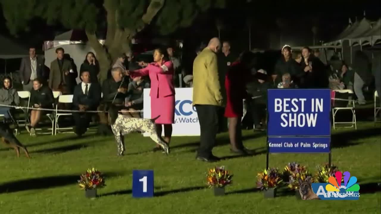 Paws and Prestige: The Kennel Club of Palm Springs Kicks Off 2026