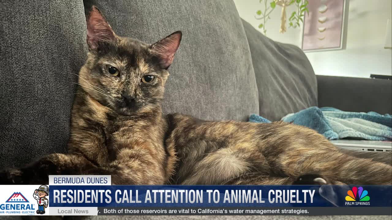 Beloved Stray Cat Killed in Suspected BB Gun Attack, Neighbors