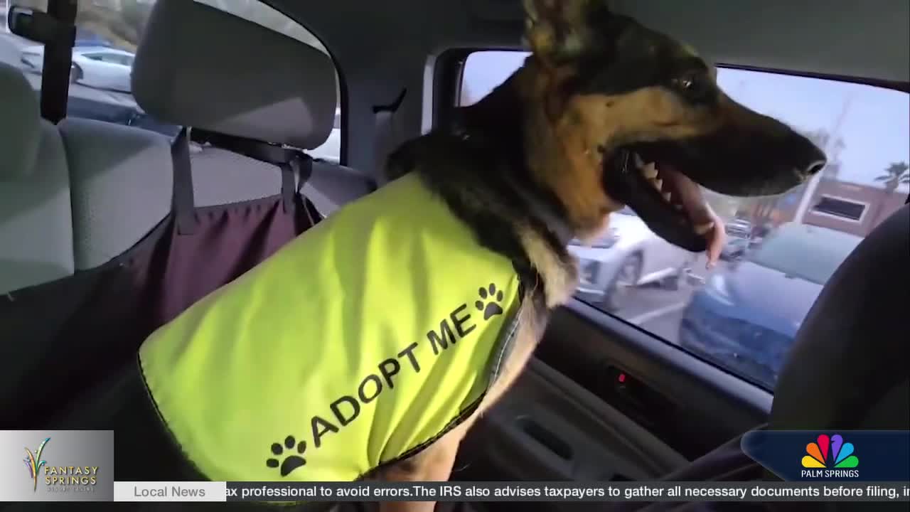 Fido Friday Dog of the Week: Meet Chip!