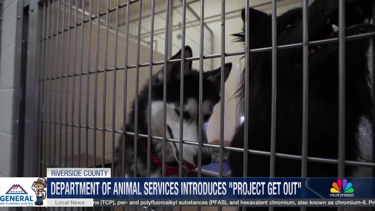 Riverside County Launches “Project Get Out” to Boost Dog Adoptions from Shelters