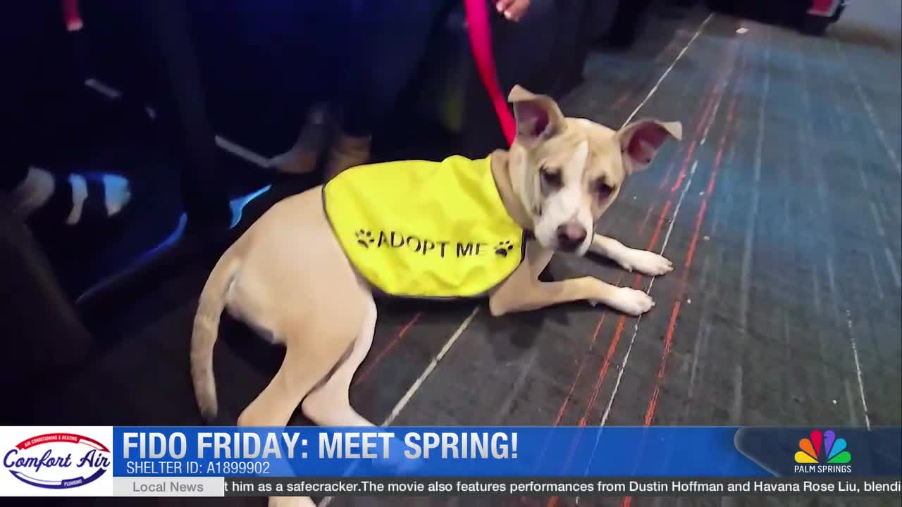 Meet Our Fido Dog of The Week: Spring