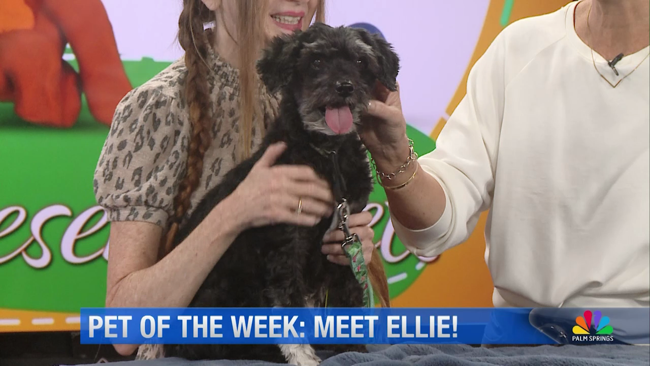 Pet of the Week: Meet Ellie, a Senior Sweetheart Looking for a New Home
