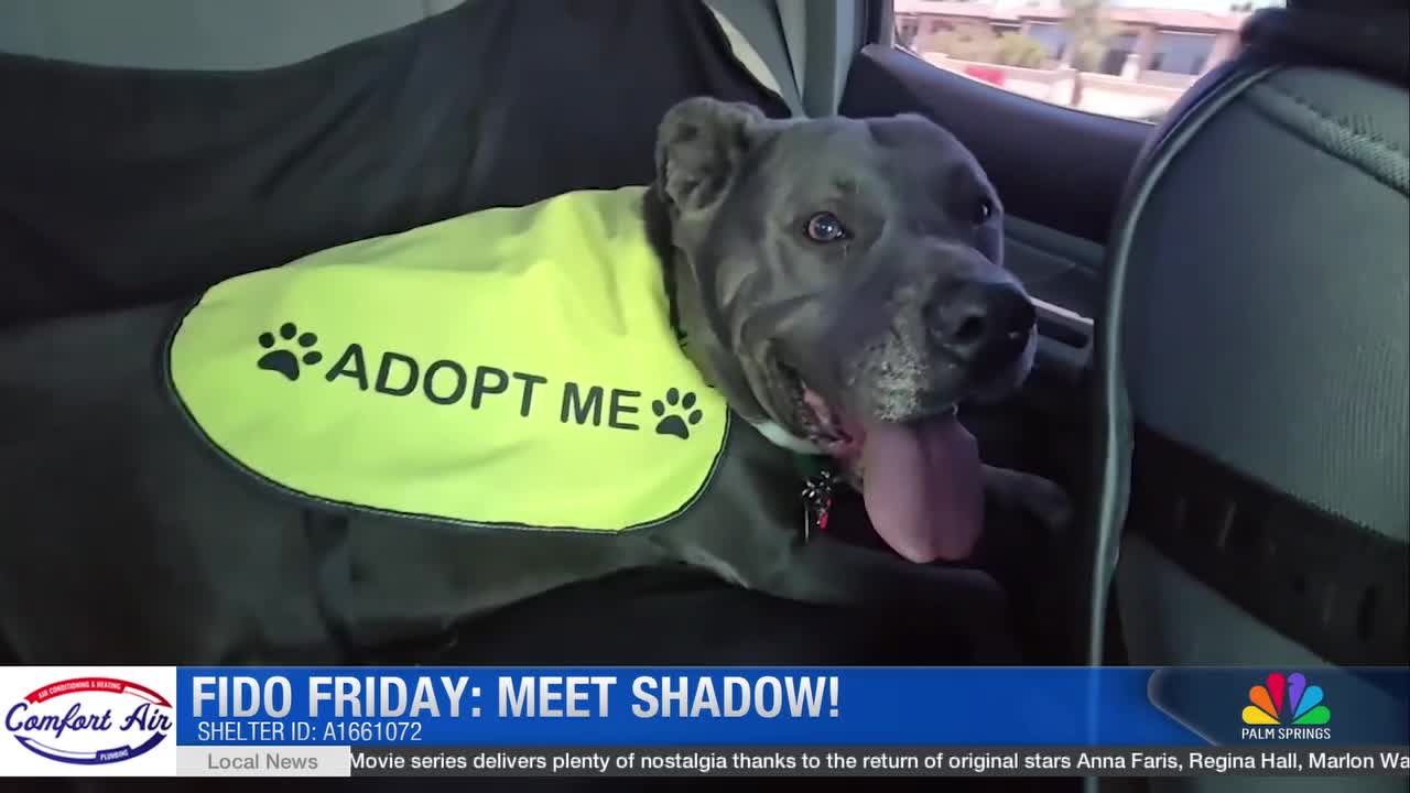 Meet Shadow: He's Ready for an Adventure