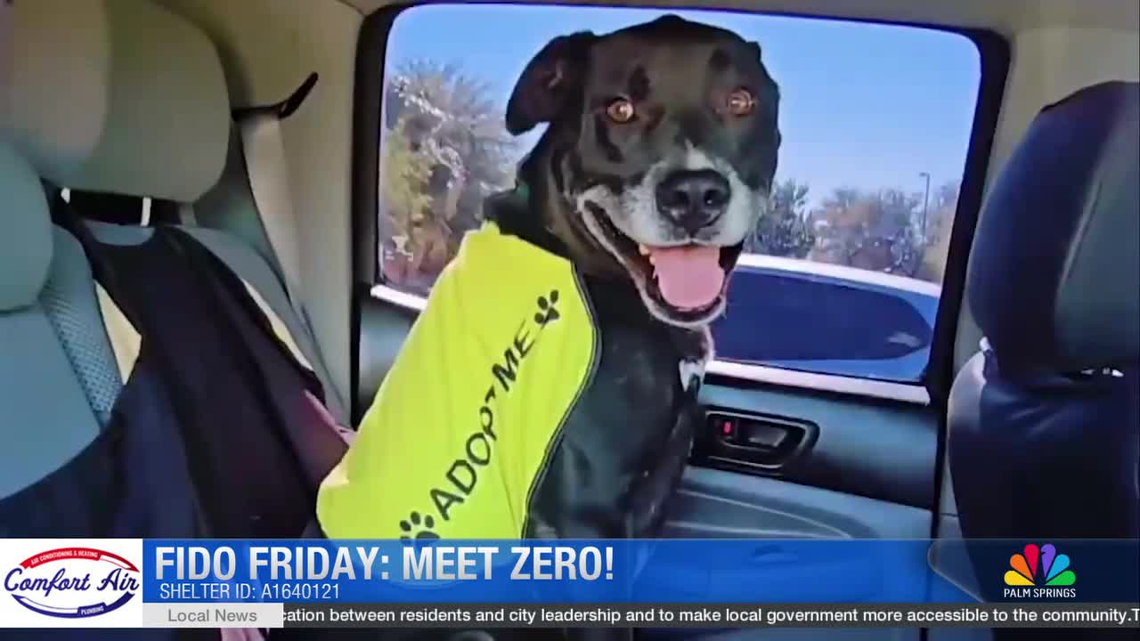 Meet Zero: He's Been Waiting Since November