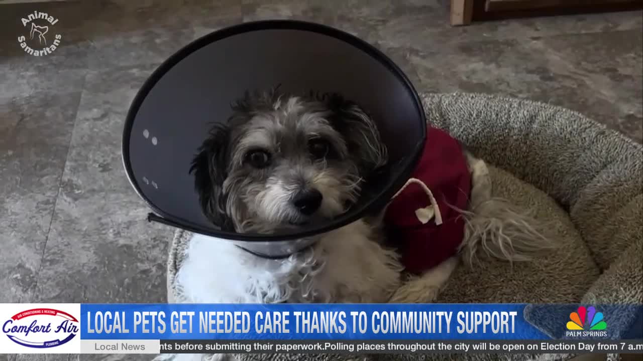 Local Dog's Recovery Shows What Community Support Can Do for Pet Owners in Crisis