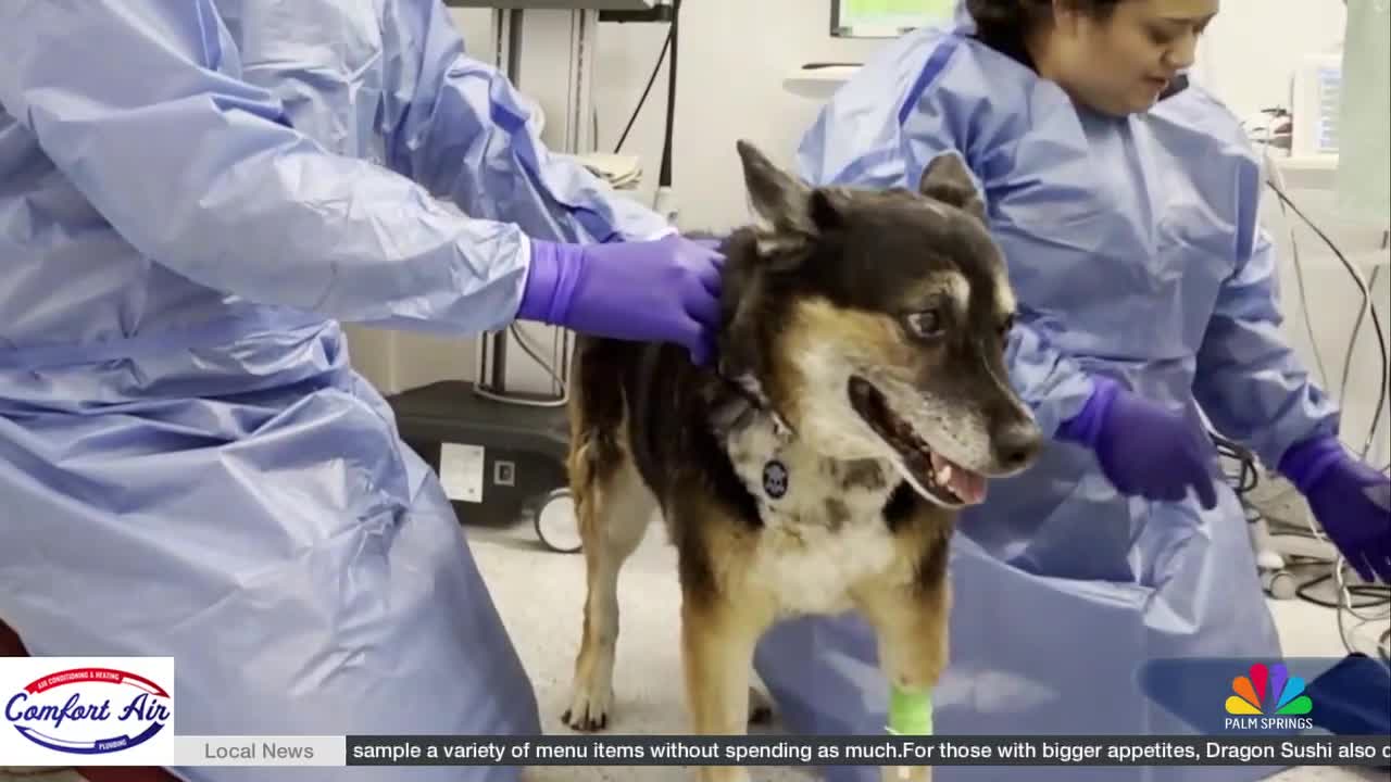 A New Tool in the Fight Against Pet Cancer Is Now Available in the Coachella Valley