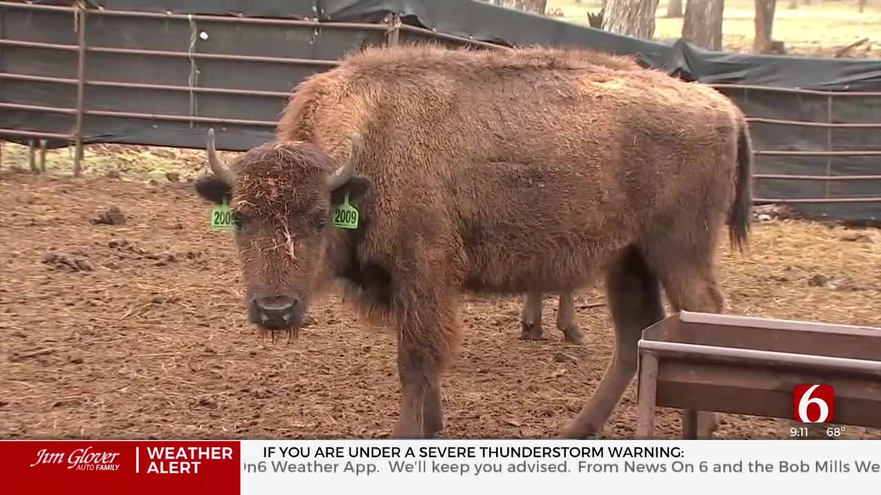 2 Arrested, Accused Of Killing Bison