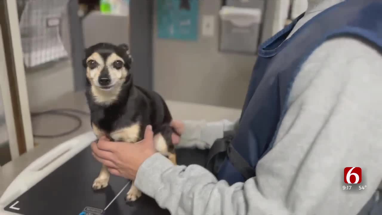 Local Veterinarian Explains When To Seek Emergency Care For Your Pet