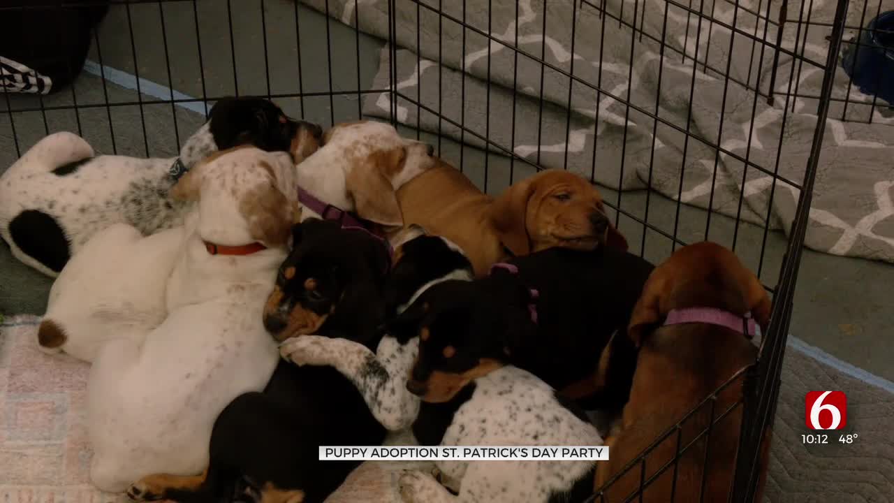 St. Patrick's Day Adoption Event Held By Local Shelter For Puppies