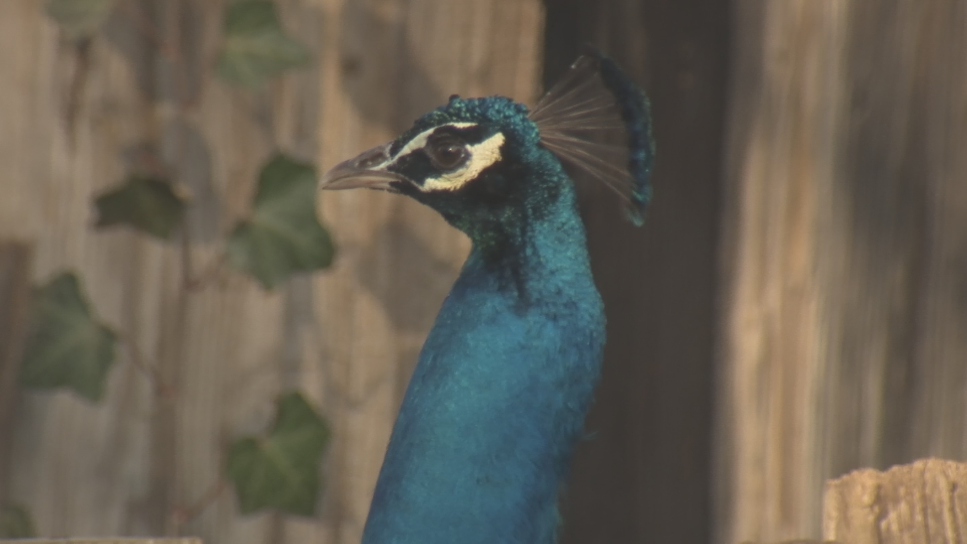 They're Back: Free-Roaming Peacocks Back On Tulsa Zoo Grounds