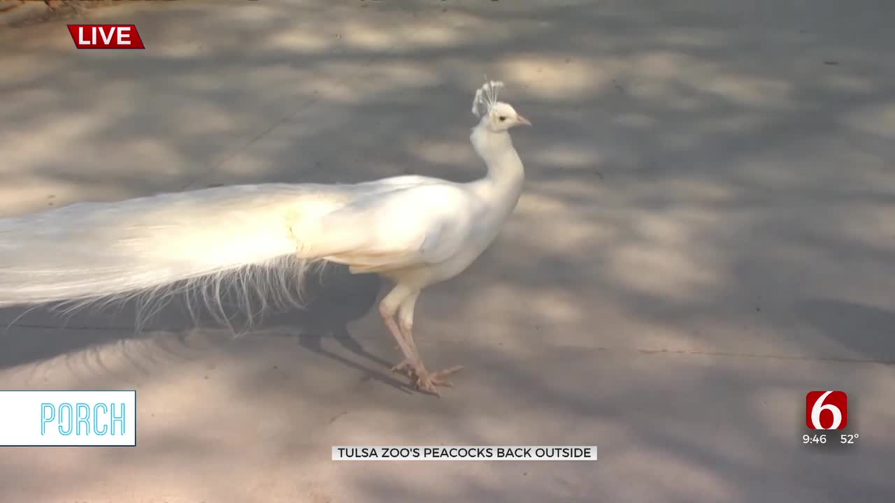 Free-Roaming Peacocks Back On Tulsa Zoo Grounds