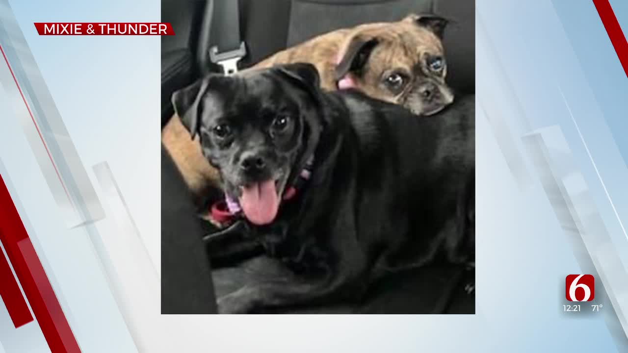 Pet of the Week: Mixie and Thunder