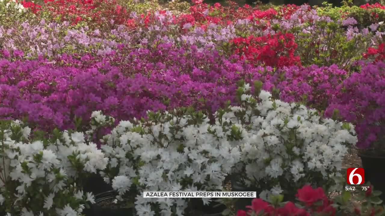 Muskogee Prepares For Annual Azalea Festival