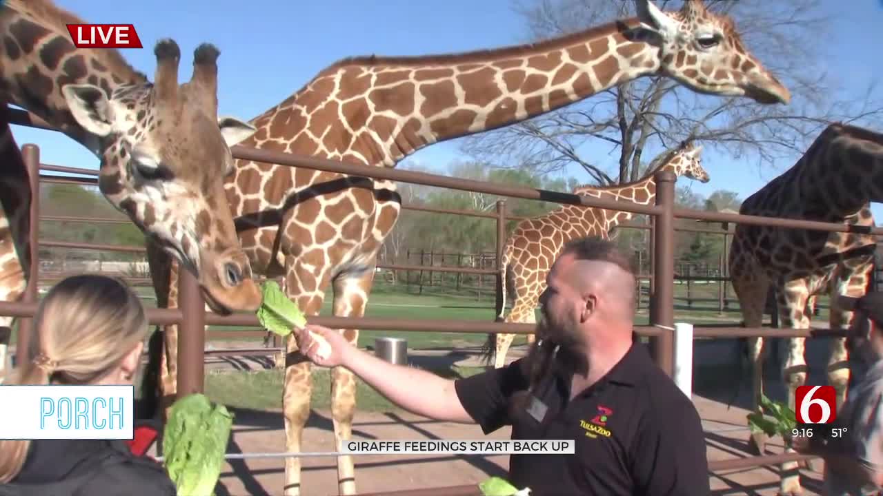 Giraffe Feedings Return To Tulsa Zoo Starting This Weekend
