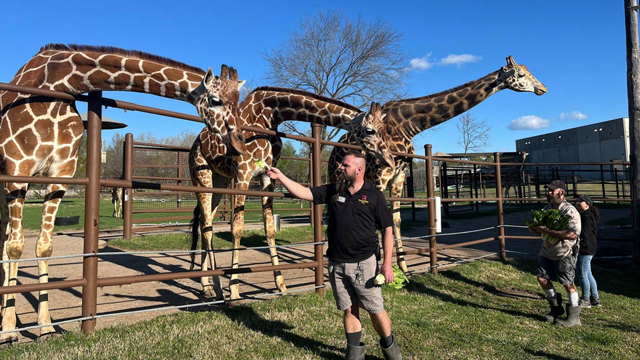 Giraffe Feedings Return To Tulsa Zoo After 5 Years