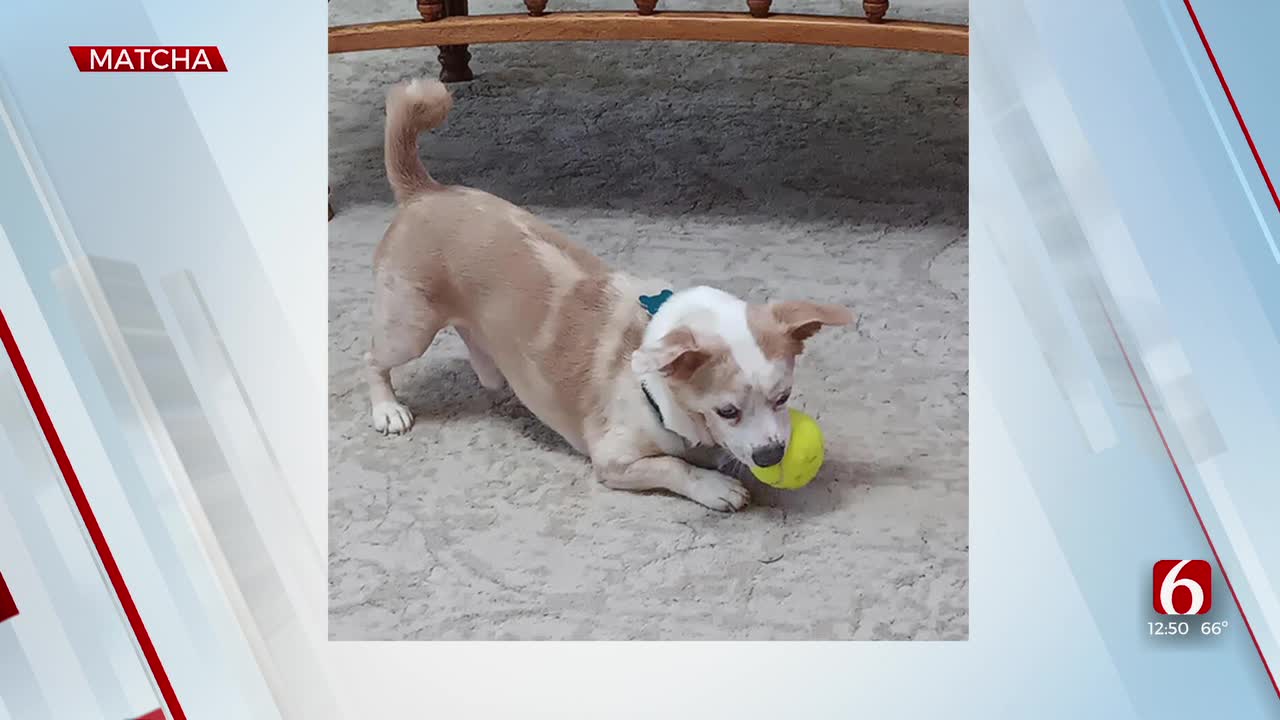 Pet of the Week: Matcha the Chihuahua mix