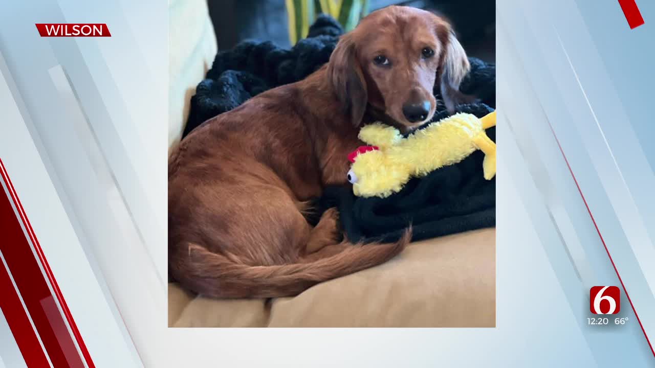 Pet of the Week: Wilson The Dachshund