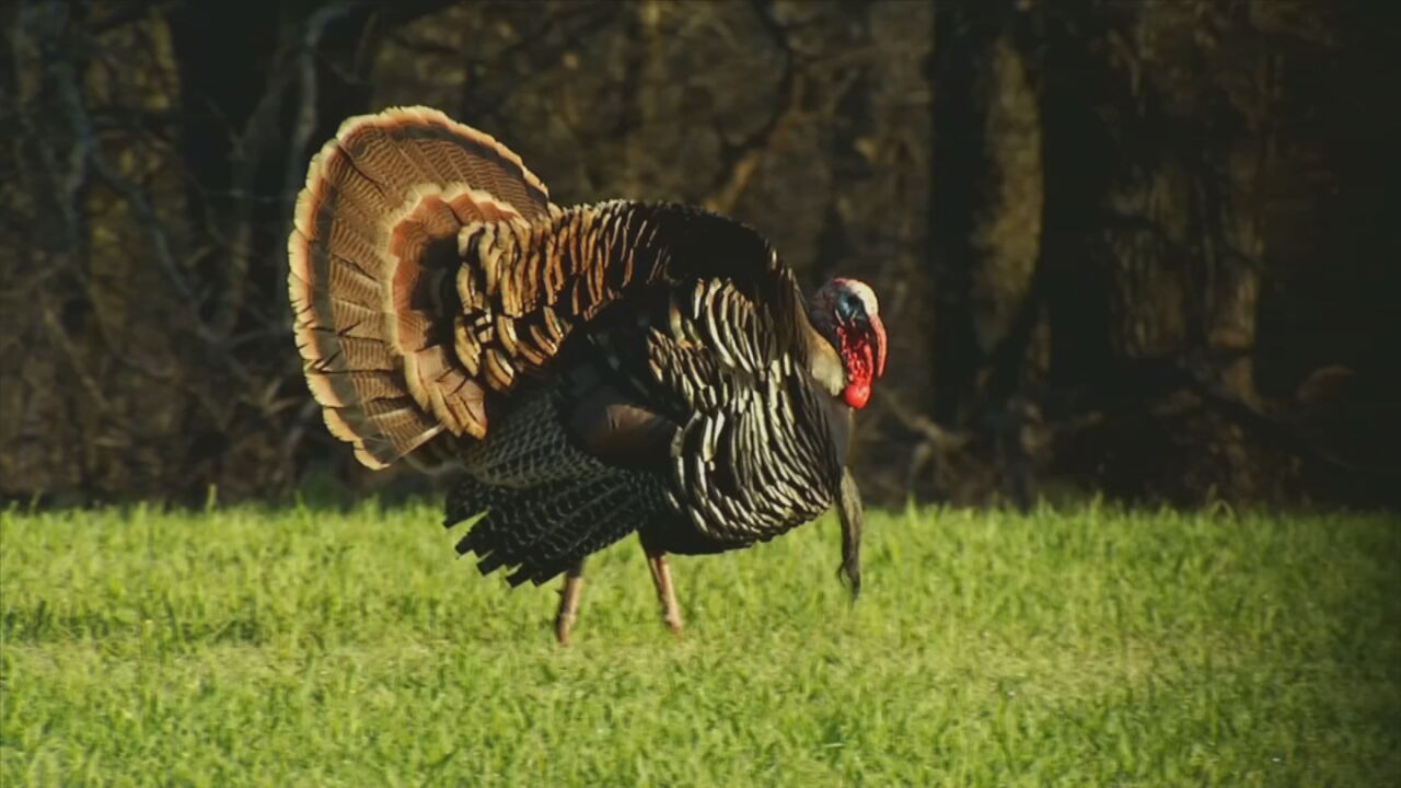 Oklahoma Researchers Look Into Concerning Trend About Declining Turkey ...
