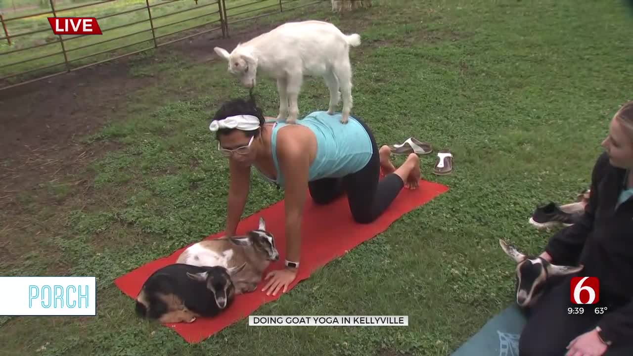 Kellyville Farm Offers Weekly Goat Yoga Classes, Cow Cuddling Sessions