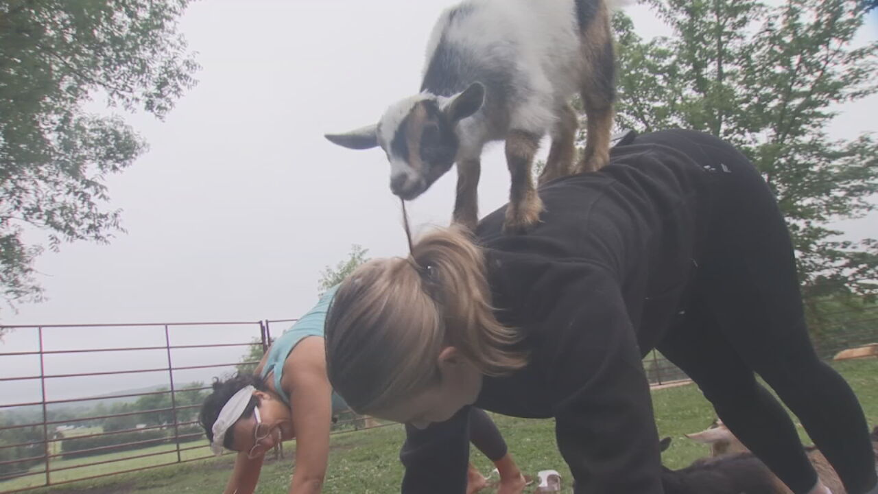 Kellyville Farm Offers Weekly Goat Yoga Classes, Cow Cuddling Sessions