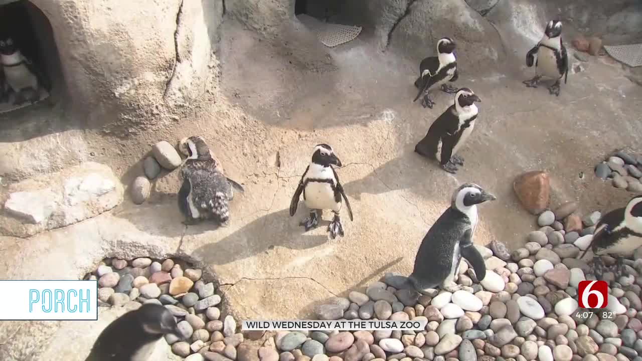 New Name Bands To Help Guests Identify Penguins Tulsa Zoo