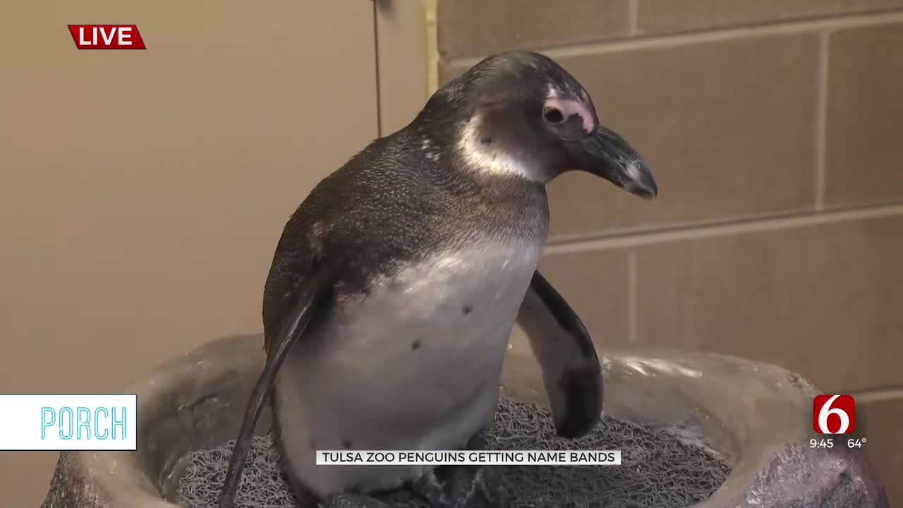 Tulsa Zoo Introduces Name Bands To Help Guests Identify Penguins