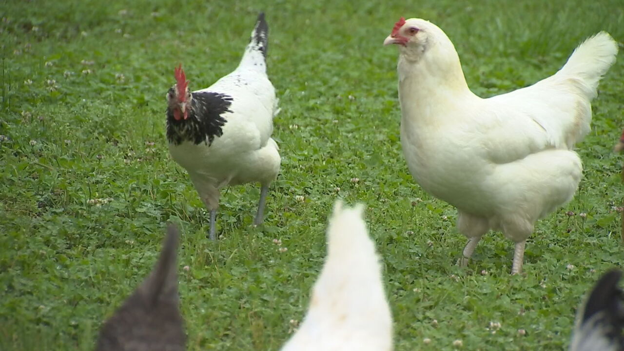 City Of Bristow Approves Ordinance Allowing Chickens In City Limits