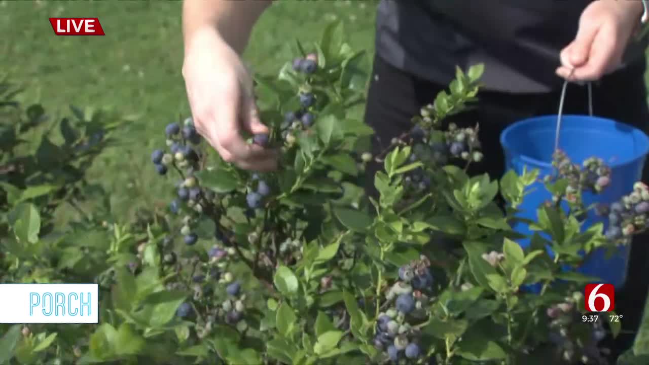 PORCH: Farms In Oklahoma Let Visitors Pick Blueberries Through The Season