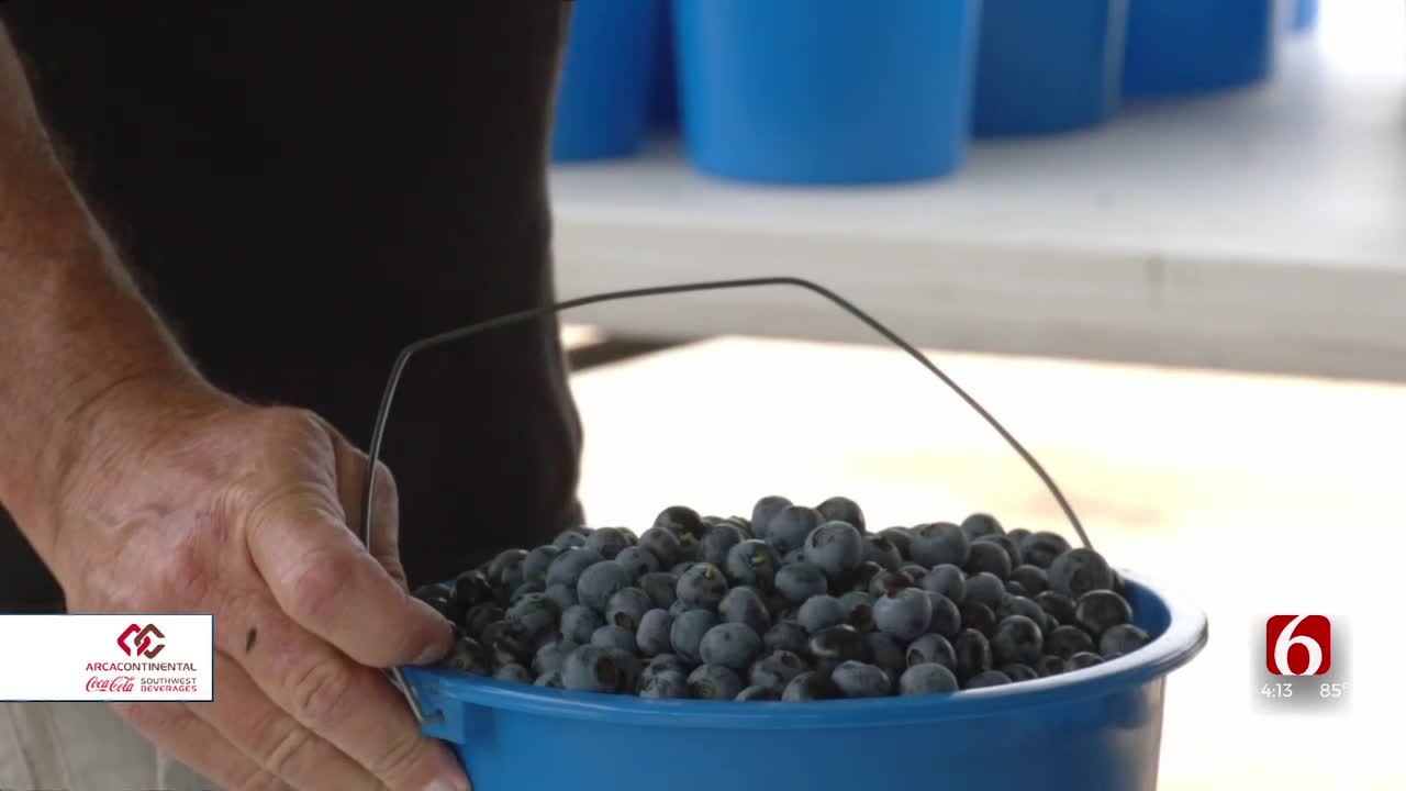 Some Farms In Oklahoma Let Visitors Pick Blueberries