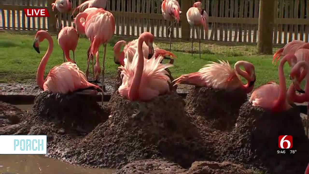 How Tulsa Zoo Prepares For Nesting Season For Flamingos