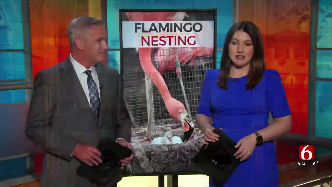 The Tulsa Zoo Prepares For Flamingos Nesting Season