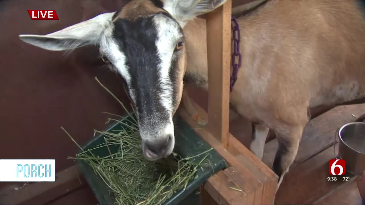 PORCH: Kellyville Farm Runs Camp For Kids To Learn More About Animals