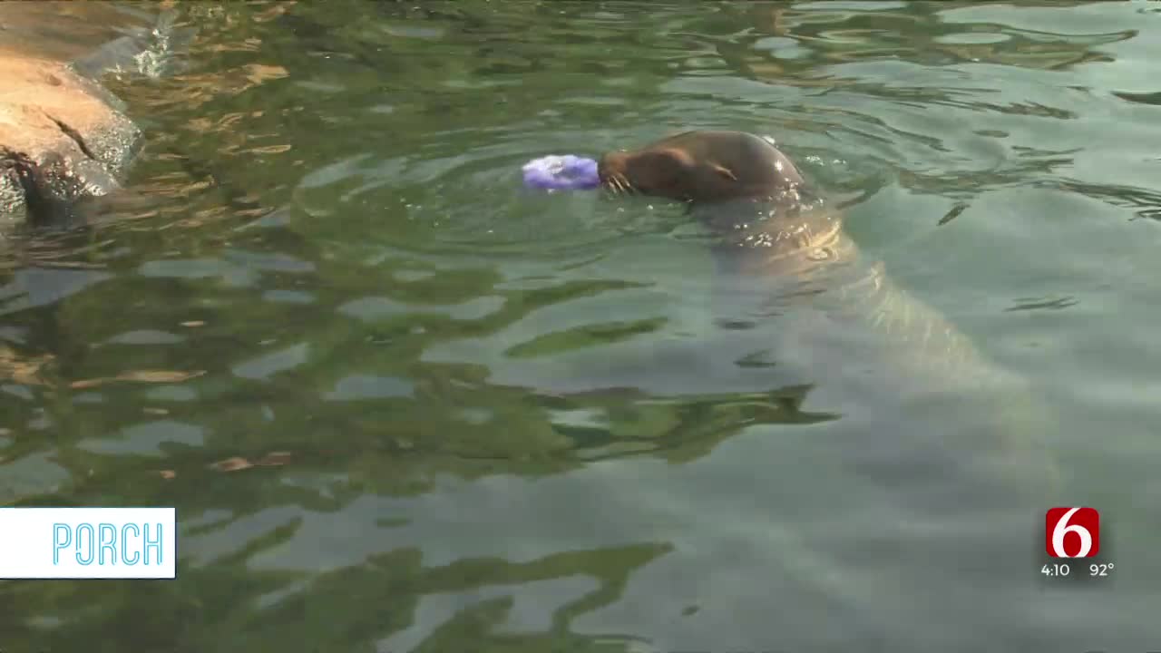 Porch: Tulsa Zoo's Enrichment Activity 'Mission Impopsicle' To Keep Animals Cool This Summer