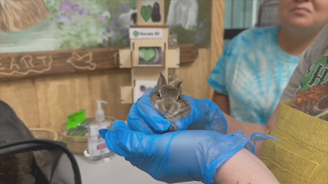 How The Wild Heart Ranch Works To Save Wild Animals In Oklahoma