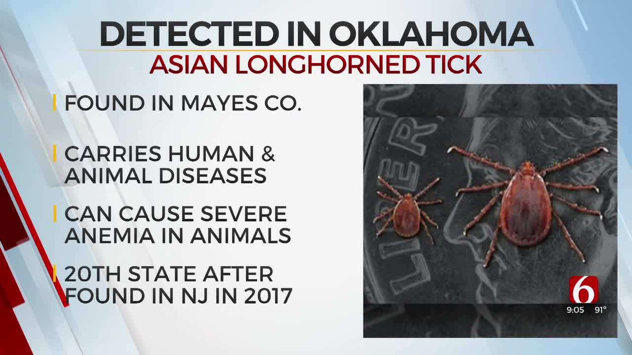 Invasive Tick Species Found In Oklahoma, Dept. Of Agriculture Says