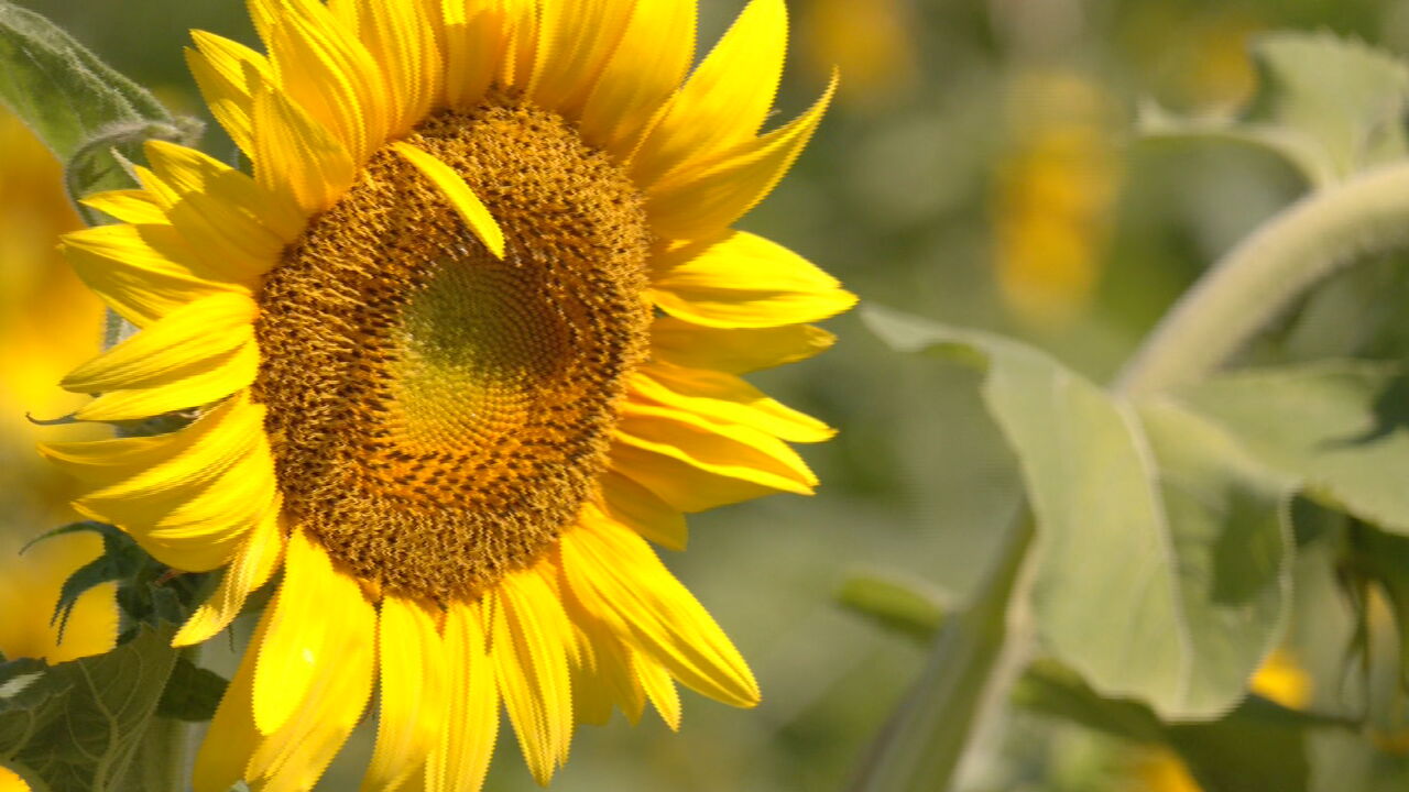 The Porch: Capture Stunning Photos at the Catoosa Sunflower Farm