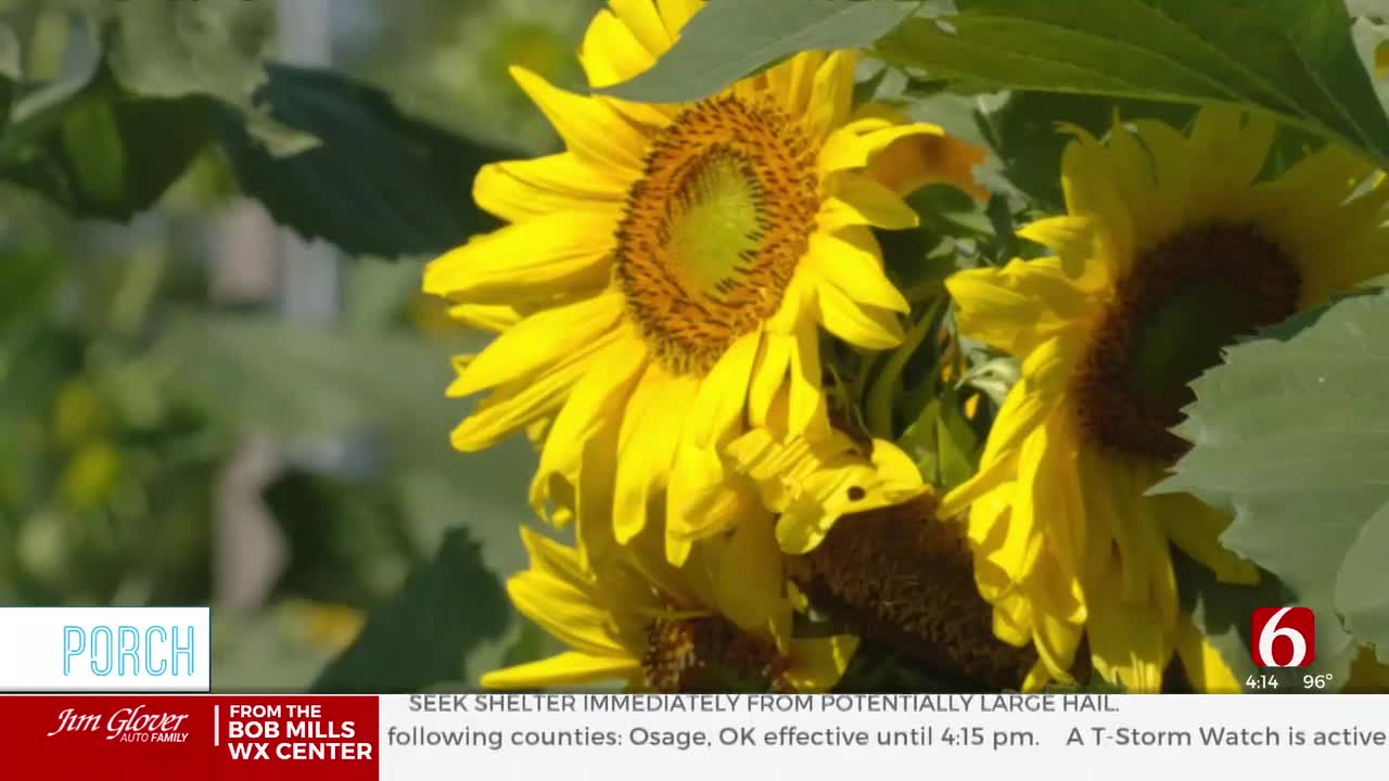 Catoosa Sunflower Farm (Alyssa)