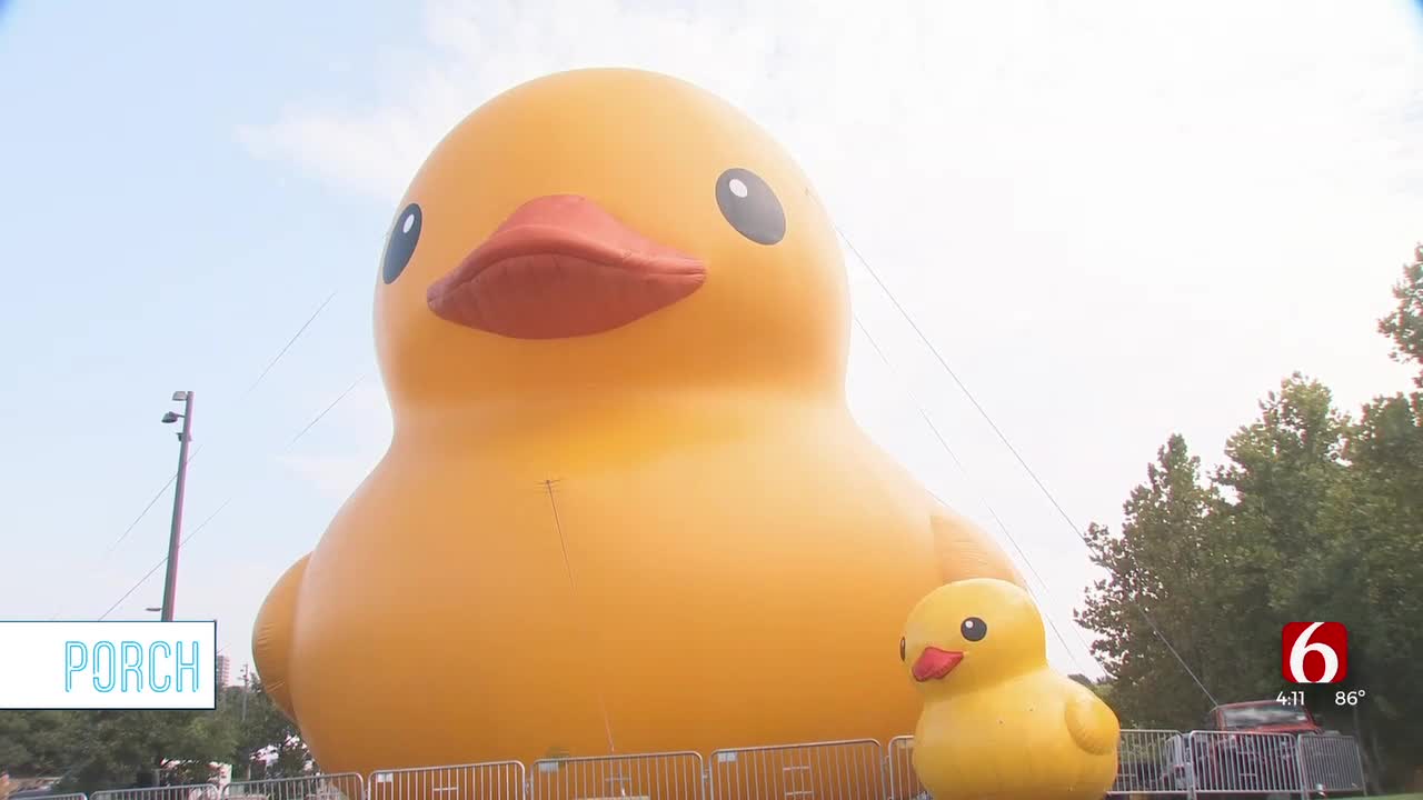 Mama Duck Reunites With Timmy The Duck For Big Dam Party