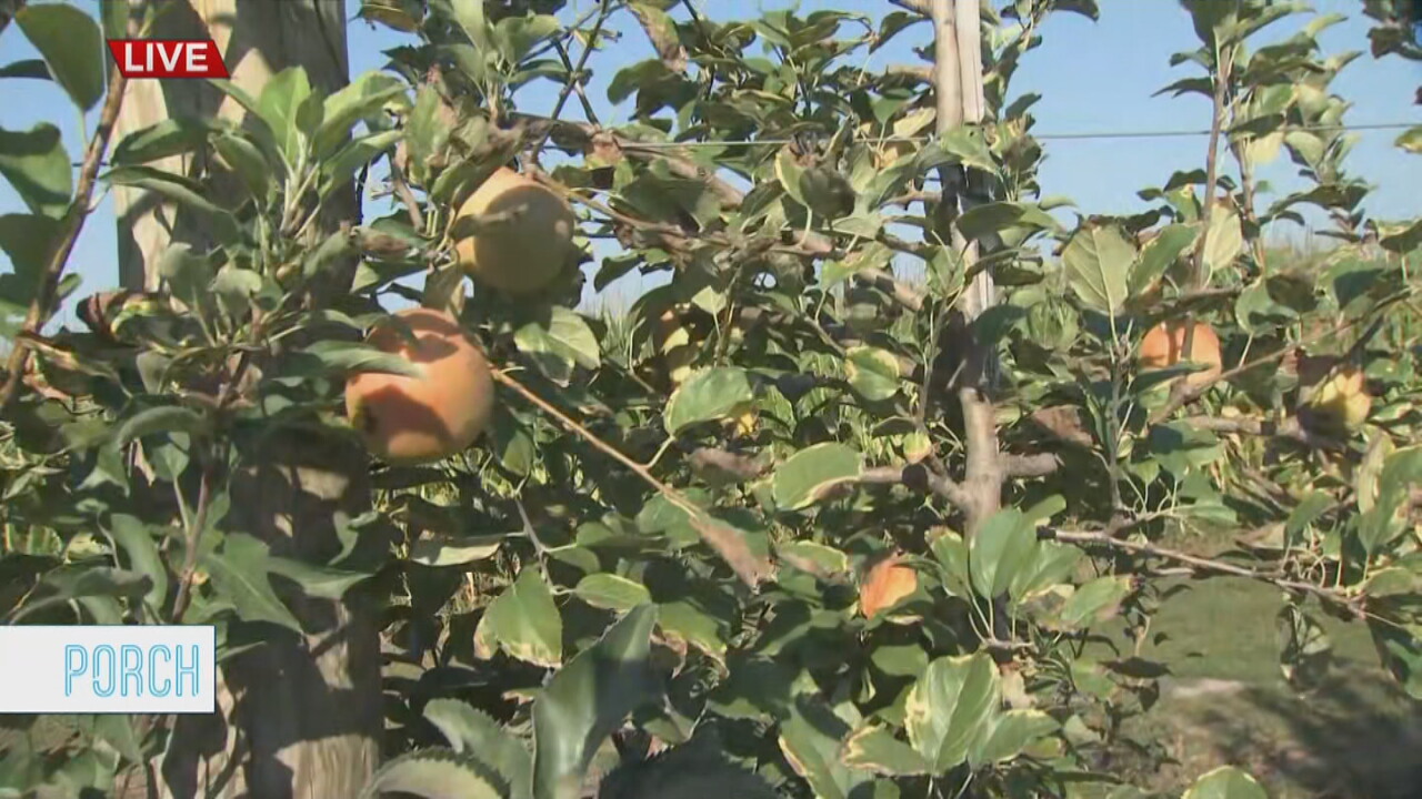 The Porch: Apple Picking Season Returns To Porter’s Livesay Orchard