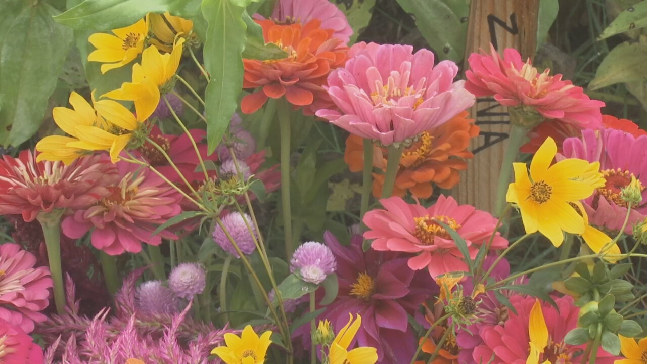 Discover Seasonal Blooms and Farm Fun at The Flower Meadow in Coweta