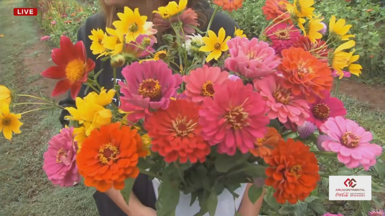 The Porch: The Flower Meadow: A U-Pick Flower Farm in Coweta