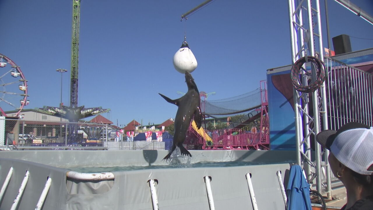 Tulsa Fair Features Thrilling Tricks By Talented Trio of Sea Lions