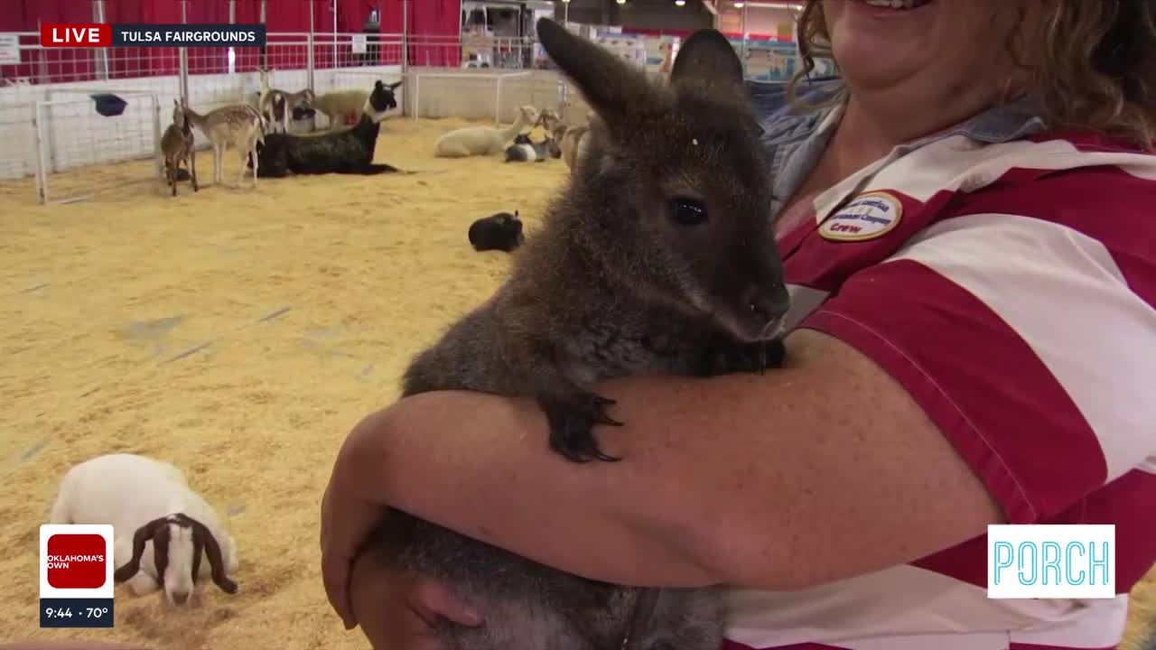 The Porch: Wallabies, Goats, And More: Fairgoers Enjoy A Wild Time At Tulsa’s Petting Zoo