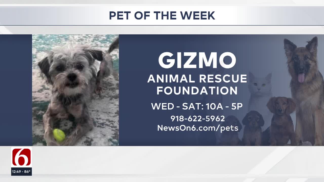 Pet Of The Week: Gizmo