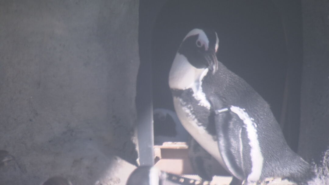 The Porch: Tulsa Zoo Penguin Paints Holiday Ornaments