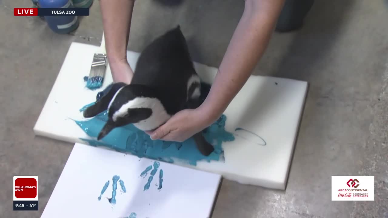 Wild Wednesday: River The Penguin Paints This Year's Holiday Ornaments For The Tulsa Zoo