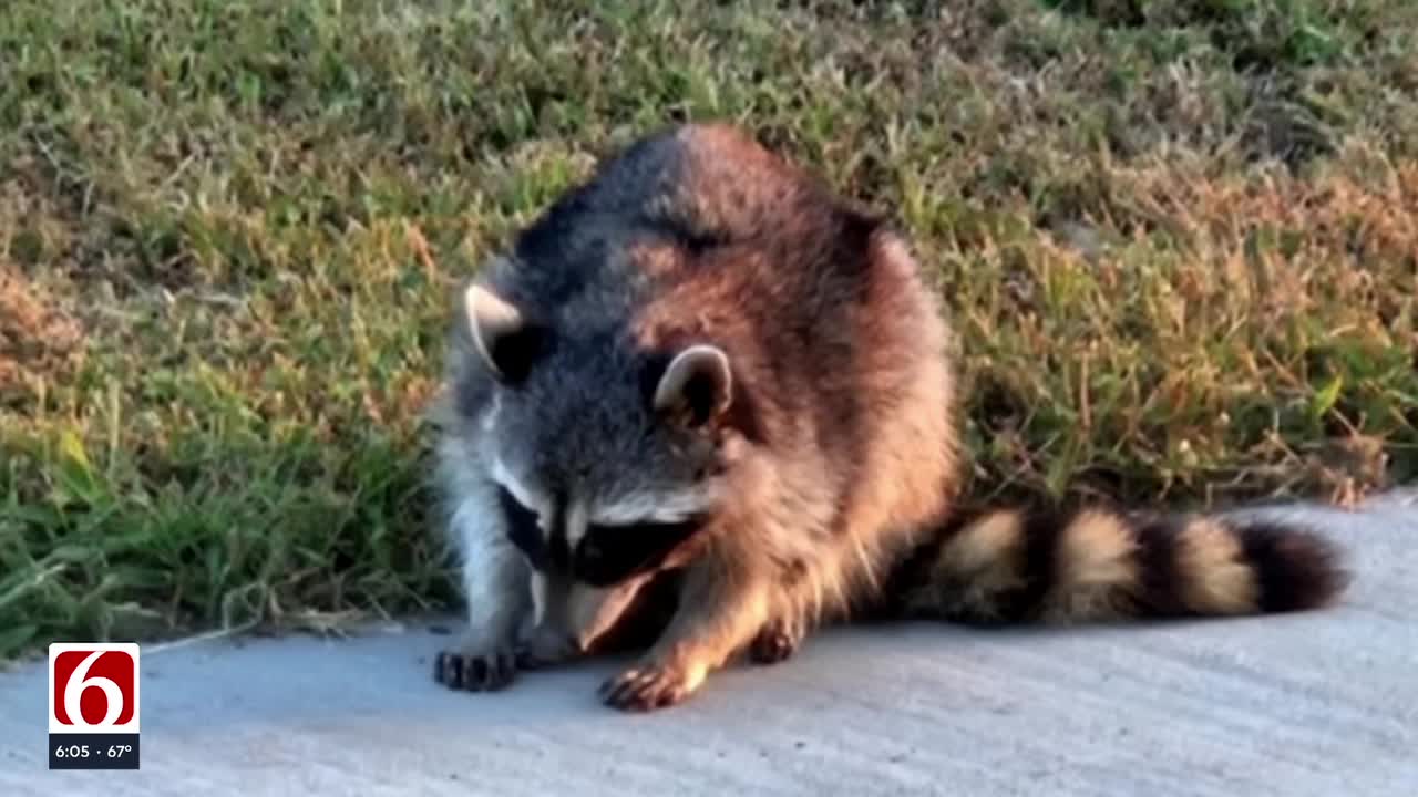 Raccoon Distemper Detected In Tulsa What Pet Owners Need To Know
