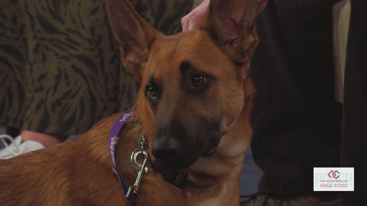 Annual Auction Boosts Support For German Shepherd Rescue In Tulsa, OKC