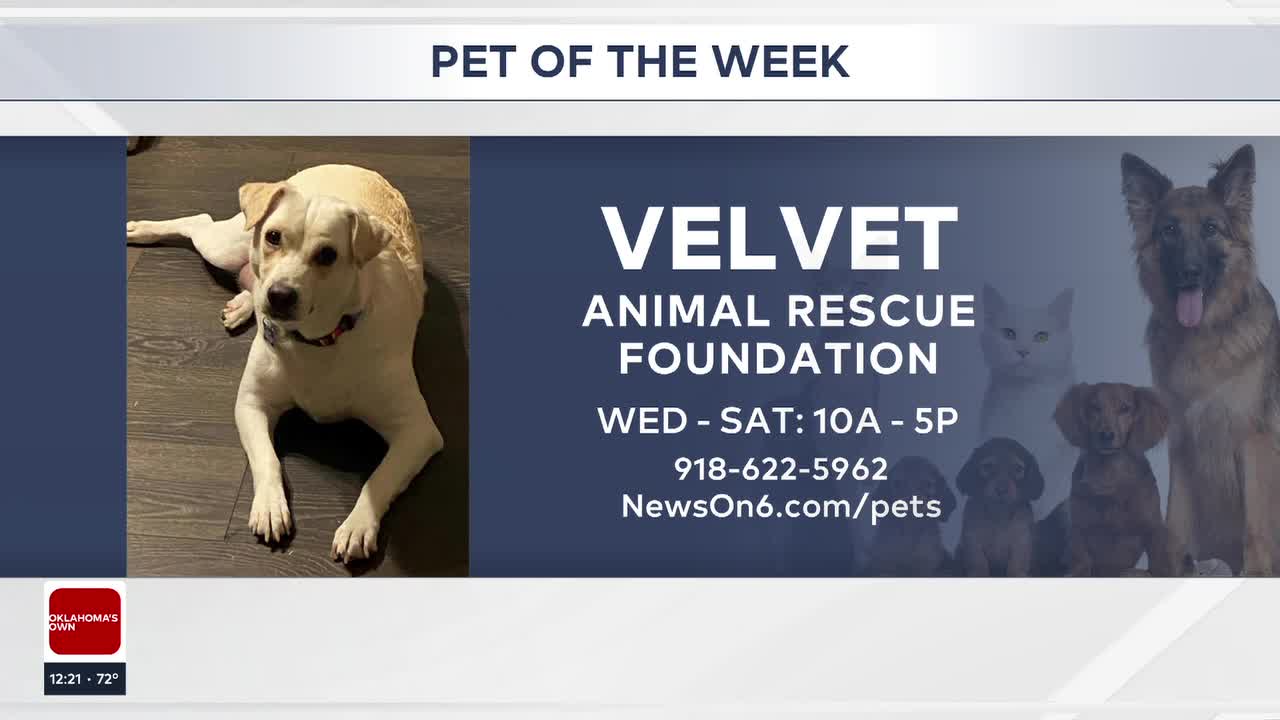 Pet of the Week: Velvet The Lab-Mix