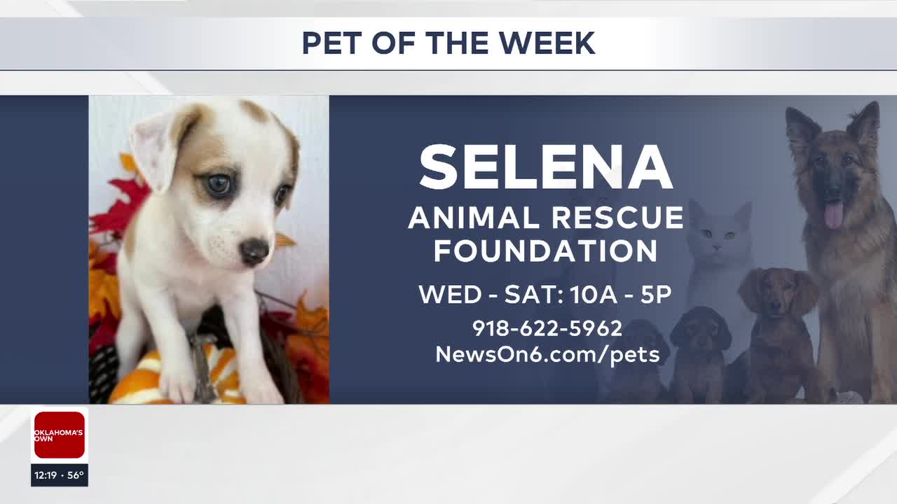 Pet of the Week: Selena The Maltese-Mix